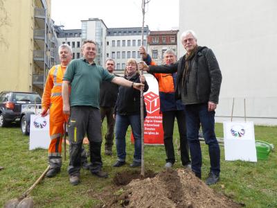 Einsetzen des Baumes (Vogelkirsche) Einsetzen des Baumes (Vogelkirsche)