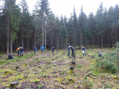 Pflanzung von Küstentannen Pflanzung von Küstentannen