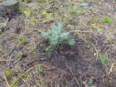 frisch gepflanzt.... frisch gepflanzt....