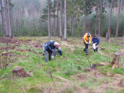 Pflanzung von Bergahorn Pflanzung von Bergahorn